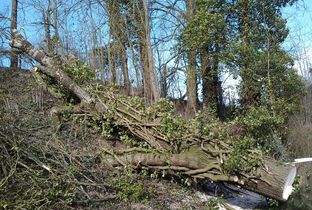 Elagage des arbres