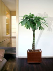 plantes-verte-interieur